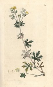 Hoary cinquefoil, Potentilla argentea (Cinquefoil) Grabado en cobre coloreado a mano según una ilustración de James Sowerby de James Smith