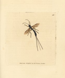 Mosca Ichneumon, Rhyssa persuasoria (Ichneumon persuasorius). Grabado en cobre coloreado a mano por James Sowerby de The British Miscellany, or Coloured figures of new, rare, or little known animal subjects. de James Sowerby