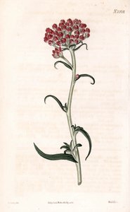 Estrella siempreviva - Helichrysum stellatum (Gnaphalium congestum). Grabado en cobre coloreado a mano por Weddell a partir de una ilustración de James Sowerby del "Botanical Magazine" de Samuel Curtis, Londres. de James Sowerby