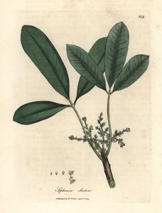 Árbol del caucho de la India, árbol de la resina elástica, Siphonia elastica de James Sowerby