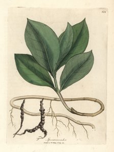 Ipecacuan, Ipecacuanha de James Sowerby