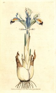 Iris (rosa persa) - Iris persa, Iris persica. Grabado en cobre coloreado a mano según una ilustración botánica de James Sowerby de The Botanical Magazine de William Curtis, Lambeth Marsh, Londres. de James Sowerby