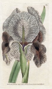 Iris de Charlcedoine o Susa - Litografía de James Sowerby (1757-1822), de la Revista Botánica de William Curtis (1746-1799) de James Sowerby