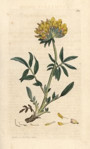 Anthyllis vulneraria (Anthyllide vulneraire) Grabado en cobre coloreado a mano según una ilustración de James Sowerby de James Smith
