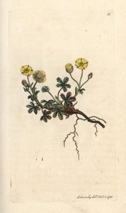 Large-flowered potentilla, Potentilla grandiflora (Spring cinquefoil, Potentilla verna) (cincoenrama) Grabado en cobre coloreado a mano según una ilustración de James Sowerby de James Smith