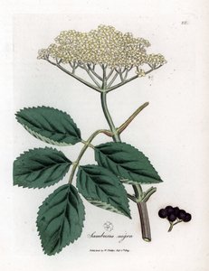Saúco grande o saúco negro - Saúco negro común, Sambucus nigra. Grabado en cobre coloreado a mano de una ilustración botánica de James Sowerby extraída de "Medical Botany" de William Woodville y Sir William Jackson Hooker, John Bohn, Londres. de James Sowerby