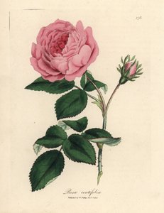 Rosa rosa de cien hojas, Rosa centifolia