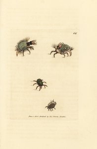 Larva de Hemerobius (crisopa) vestida de liquen, con ácaro Acarus amictus y ácaro canastero Acarus corbicula. Grabado en cobre coloreado a mano por James Sowerby de The British Miscellany, or Coloured figures of new, rare, or little known ani de James Sowerby