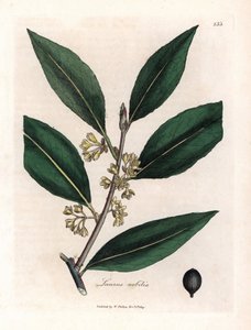 Salsa Laurier. Grabado en cobre coloreado a mano a partir de un dibujo de James Sowerby (1757-1822), en Botanique Medicinale de James Sowerby