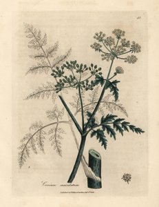 Hojas y flores de cicuta, Conium maculatum