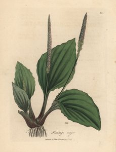 Hojas y flores de plantano, Plantago major