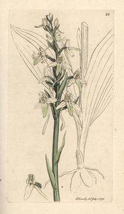 Orchis mariposa menor, Platanthera bifolia (Orchis bifolia). Grabado en cobre coloreado a mano según una ilustración de James Sowerby de James Smith