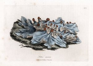 Lichen variete - Hepática terrestre de color ceniza, Lichen caninus. Grabado en cobre coloreado a mano de una ilustración botánica de James Sowerby de la obra de William Woodville y Sir William Jackson Hooker "Medical Botany", John Bohn, Londres.