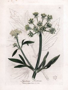 Liveche (Ligustium levistium) o dolor de montaña. Grabado en cobre coloreado a mano a partir de una ilustración de James Sowerby. Extracto del libro de William Woodville y Sir William Jackson Hooker "Botanique medicinale" 1832. El incansable Sowerby (1757-
