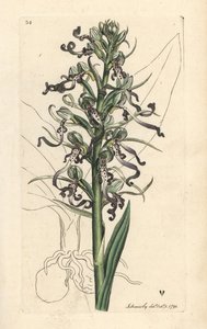 Orquídea lagarto, Himantoglossum hircinum (Lizard satyrion u ochis, Satyrium hircinum). Grabado en cobre coloreado a mano según una ilustración de James Sowerby de James Smith
