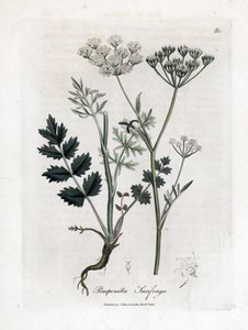 Saxifrage de Locage - Saxifrage de Burnet, Pimpinella saxifraga. Grabado en cobre coloreado a mano a partir de una ilustración botánica de James Sowerby de "Medical Botany" de William Woodville y Sir William Jackson Hooker, John Bohn, Londres. de James Sowerby