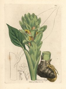Cúrcuma de raíz larga, Curcuma longa de James Sowerby