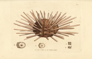 Erizo de mar, Cidaris cidaris (Echinus cidaris). Grabado en cobre coloreado a mano por James Sowerby de The British Miscellany, or Coloured figures of new, rare, or little known animal subjects. de James Sowerby