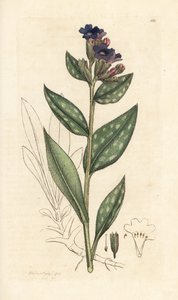 Lungwort, Pulmonaria officinalis (pulmonaria) Grabado en cobre coloreado a mano según una ilustración de James Sowerby de James Smith