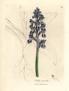 Orchis masculina, Orchis mascula