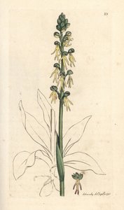 Orquídea del hombre, Orchis anthropophora (Green man orchis, Ophrys anthropophora). Grabado en cobre coloreado a mano según una ilustración de James Sowerby de James Smith