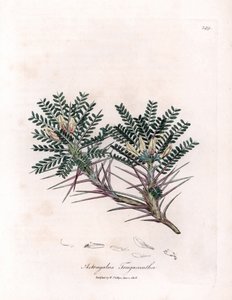 Astrágalo de Marsella o cojín de la madre - Veza lechera espina de cabra, Astragalus tragacantha. Grabado en cobre coloreado a mano a partir de una ilustración botánica de James Sowerby de la obra "Botánica médica" de William Woodville y Sir William Jackso