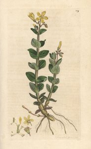 Hierba de San Juan del pantano, Hypericum elodes (St. John