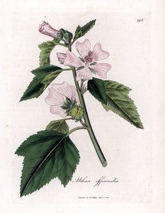 Marshmallow officinale o malvavisco silvestre o morado blanco, Althaea officinalis. Grabado en cobre coloreado a mano a partir de una ilustración botánica de James Sowerby de "Botánica Médica" de William Woodville y Sir William Jackson Hooker, John Bohn, L de James Sowerby