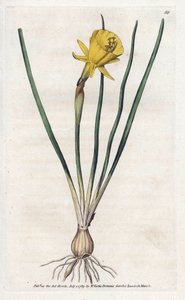 Medusa Trumpet - Litografía de James Sowerby (1757-1822), de William Curtis