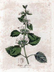 Melisse officinale o melisa - Melisa común, Melissa officinalis. Grabado en cobre coloreado a mano a partir de una ilustración botánica de James Sowerby extraída de "Medical Botany" de William Woodville y Sir William Jackson Hooker, John Bohn, Londres. de James Sowerby