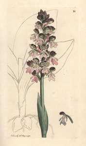 Orchis militaris, Orchis militaris (Orchis guerrera) Grabado en cobre coloreado a mano según una ilustración de James Sowerby de James Smith