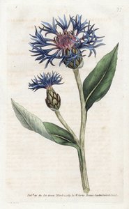 Centauree de montaña o arándano perenne - Litografía de James Sowerby (1757-1822), de la Revista Botánica de William Curtis (1746-1799) de James Sowerby