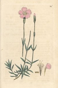 Rosa de montaña, Dianthus caesius. Grabado en cobre coloreado a mano según una ilustración de James Sowerby de James Smith