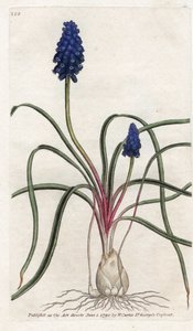 Muscari a bunch or muscari neglige - Litografía de James Sowerby (1757-1822), de la Botanical Magazine de William Curtis (1746-1799) de James Sowerby
