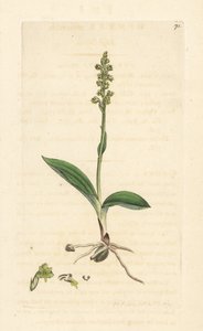 Orquídea almizclera, Herminium monorchis (Musk orchis, Ophrys monorchis). Grabado en cobre coloreado a mano según una ilustración de James Sowerby de James Smith