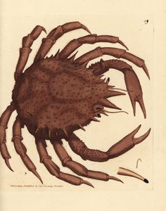 Cangrejo real de Noruega o cangrejo de piedra del norte, Lithodes maja. Grabado en cobre coloreado a mano por James Sowerby de The British Miscellany, or Coloured figures of new, rare, or little known animal subjects.