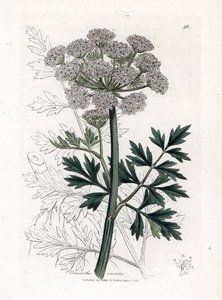 Oenanthe safranee - Cicuta, Oenanthe crocata. Grabado en cobre coloreado a mano de una ilustración botánica de James Sowerby extraída de "Medical Botany" de William Woodville y Sir William Jackson Hooker, John Bohn, Londres.