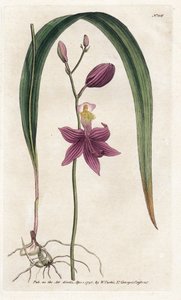 Orquídea: calopogon tuberus - Litografía de James Sowerby (1757-1822), de William Curtis
