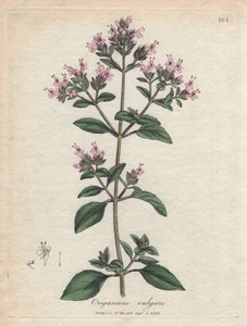 Orégano. Grabado en cobre coloreado a mano a partir de un dibujo de James Sowerby (1757-1822), en Botanique Medicinale