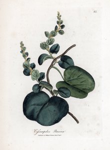 Pareira brava cissampelos, Cissampelos pareira pareira. Grabado en cobre coloreado a mano a partir de una ilustración botánica de James Sowerby de "Medical Botany" de William Woodville y Sir William Jackson Hooker, John Bohn, Londres. de James Sowerby