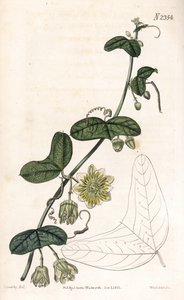 Variedad de pasiflora - Passiflora biflora (Passiflora lunata). Grabado en cobre coloreado a mano por Weddell a partir de una ilustración de James Sowerby del "Botanical Magazine" de Samuel Curtis, Londres. de James Sowerby