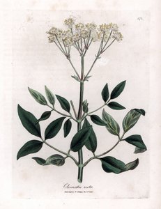 Clemátide perenne - Enramada de la virgen erguida, Clematis recta. Grabado en cobre coloreado a mano de una ilustración botánica de James Sowerby extraída de la obra de William Woodville y Sir William Jackson Hooker "Medical Botany", John Bohn, Londres. de James Sowerby