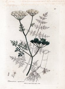 Phellandrium aquatium - Cicuta de agua de hoja fina, Phellandrium aquatium. Grabado en cobre coloreado a mano de una ilustración botánica de James Sowerby de "Botánica Médica" de William Woodville y Sir William Jackson Hooker, John Bohn, Londres.