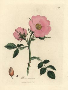 Rosa canina rosa con escaramujo, Rosa canina