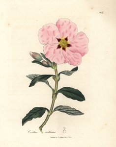 Cistus cretense de flor rosa, Cistus creticus