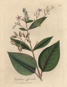 Árbol de corteza peruana de flor rosa, Cinchona officinalis