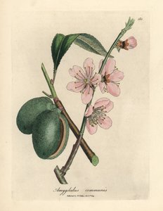Almendro de flor rosa, Amygdalus communis
