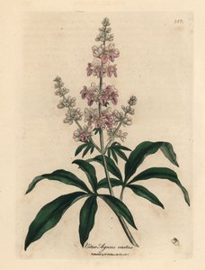 Árbol casto de flor rosa, Vitex agnus castus de James Sowerby
