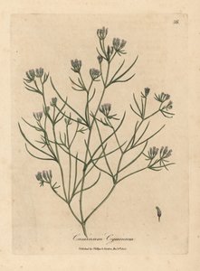 Comino de flor rosa, Cuminum cyminum