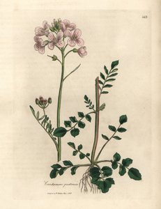 Cardamine pratensis, flor de cuclillo o flor de damas de color rosa de James Sowerby